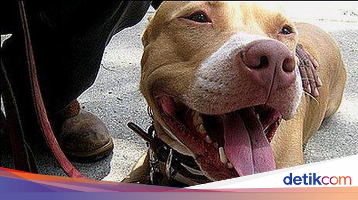 Viral Video Anjing Dikuliti Hidup-hidup, Ini Faktanya