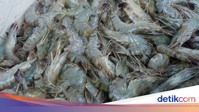 Ekspor Udang RI Babak Belur, Turun 13% Lebih