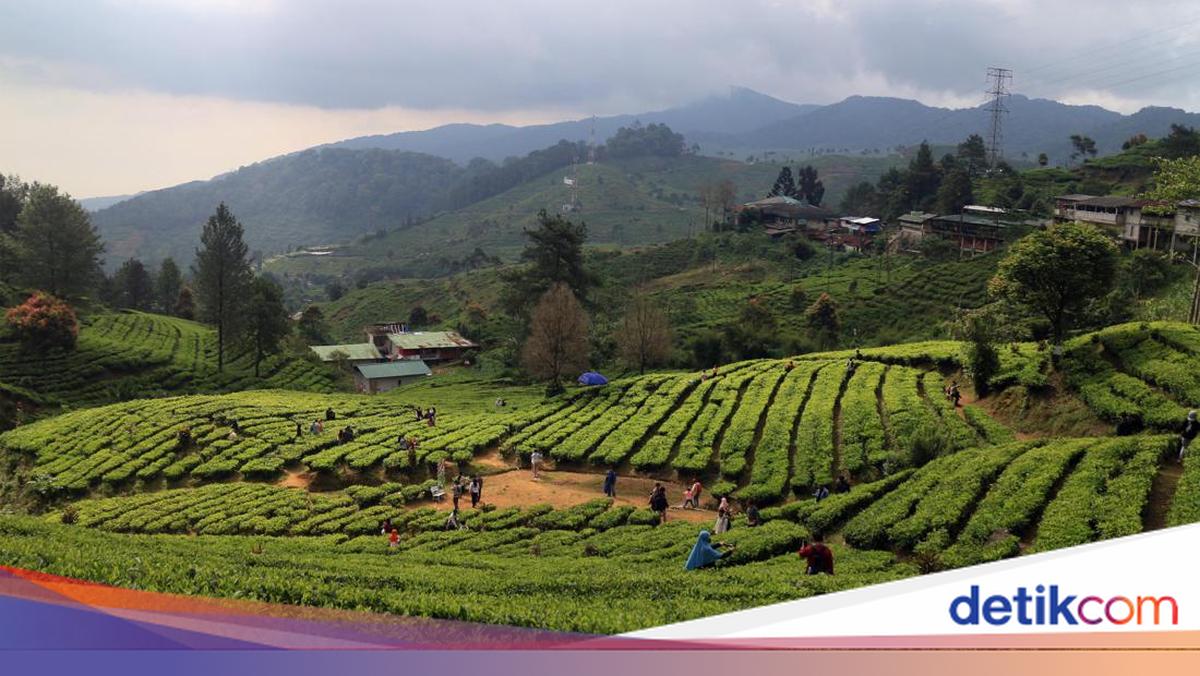 Pengertian Agrowisata, Manfaat, hingga Destinasi Agrowisata di Indonesia