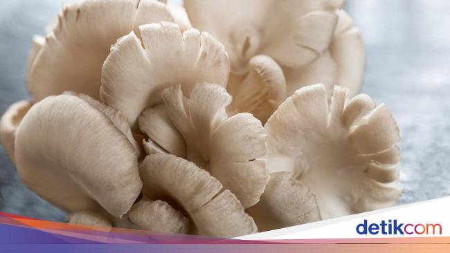 Jamur Tiram Klasifikasi Habitat Cara Budi Daya Dan Manfaat