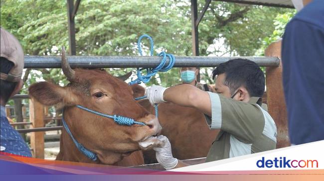 Jelang Idul Adha, Mobil Angkut Sapi Disemprot Disinfektan di Dompu