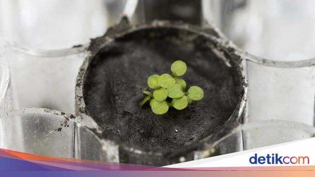 For the first time, scientists have succeeded in growing plants with soil from the moon