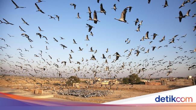 It’s so hot that thousands of birds in India are falling from the sky