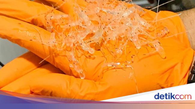 Penyelundupan 88.200 Benur Lobster Rp 13,2 M Berhasil Digagalkan
