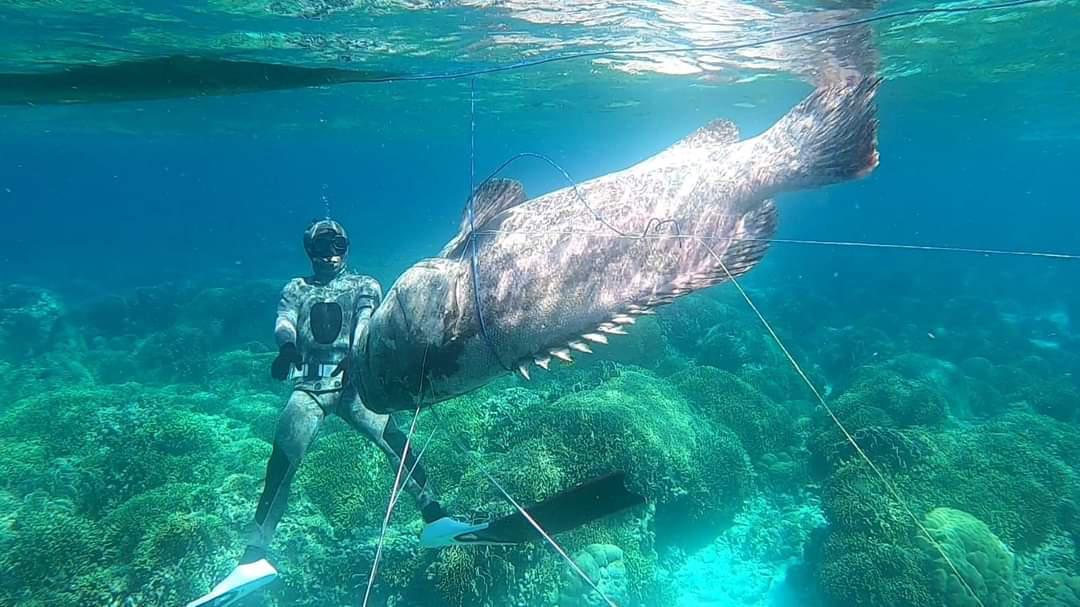 Hidup Di Dalam Air, Apakah Ikan Bisa Merasa Haus?