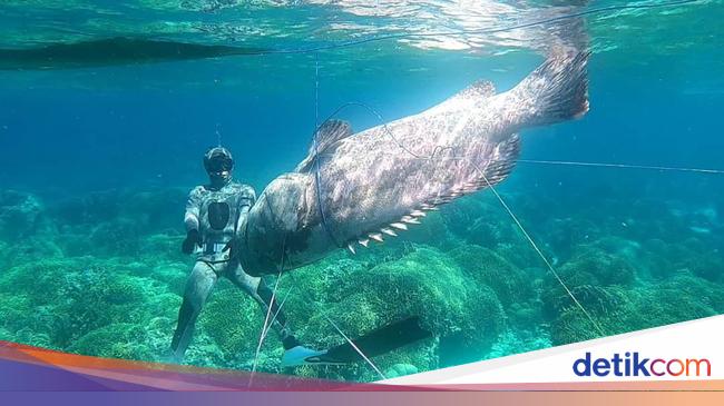 Huge grouper 143 kg caught by fishermen in Buton Sea