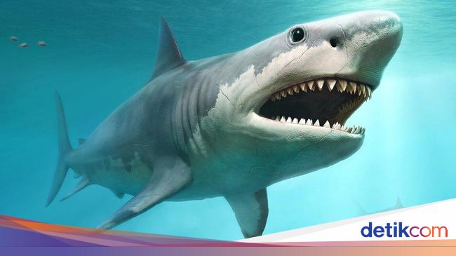 The Extinction of Megalodon: A Mystery of the Seas