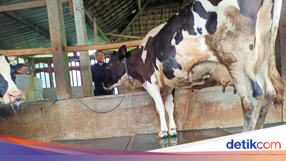 Api Sapi Jurus DKPP Jabar Tingkatkan Produksi Susu Sapi Usai Dihajar PMK