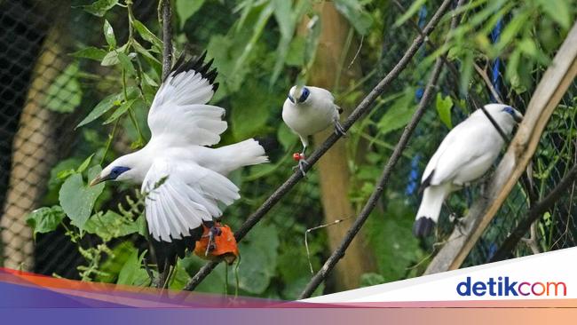 Jalak Bali - Mitos dan Kepercayaan