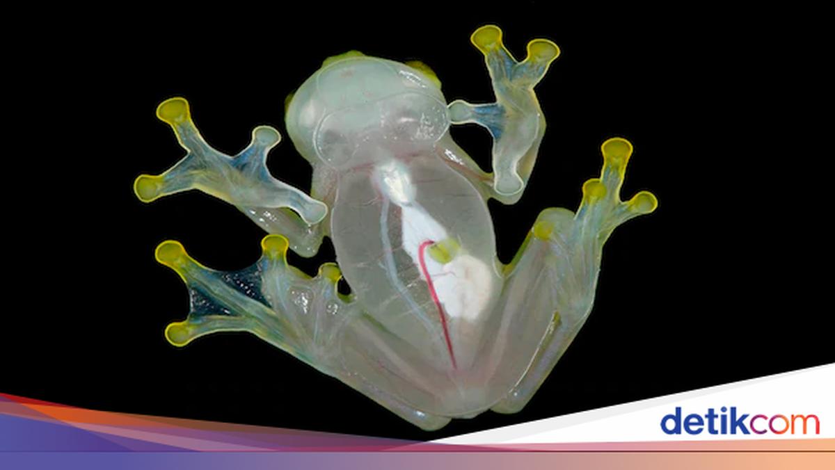 Plyajdan yashirin kamera fotosuratlari