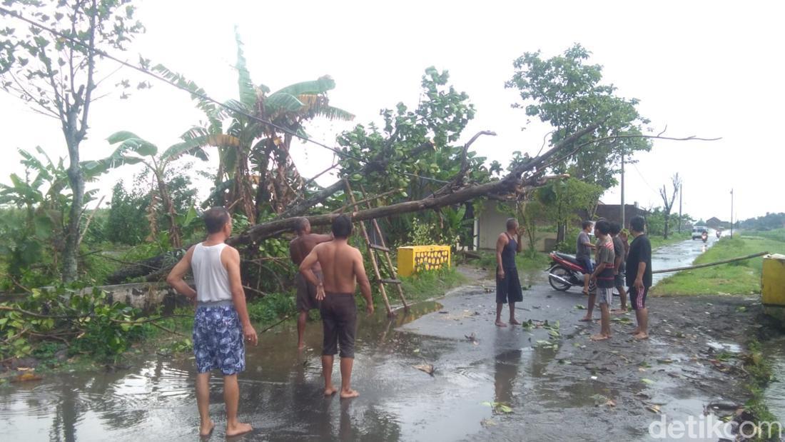 Angin Kencang Rusak 7 Rumah-Tumbangkan Pohon Di Jombang