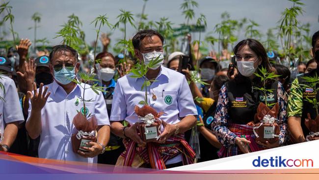 Free Cannabis Plant Distribution Moment in Thailand