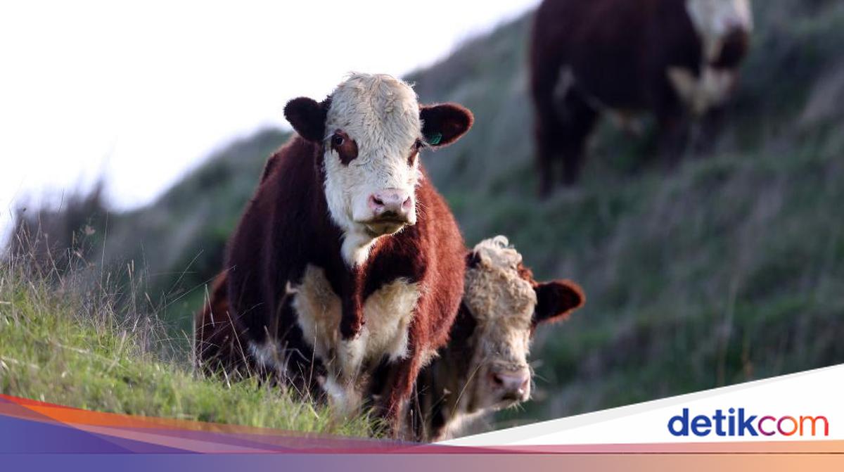 Api Sapi Sapi Hasil Kloning Pertama Rusia Sukses Melahirkan