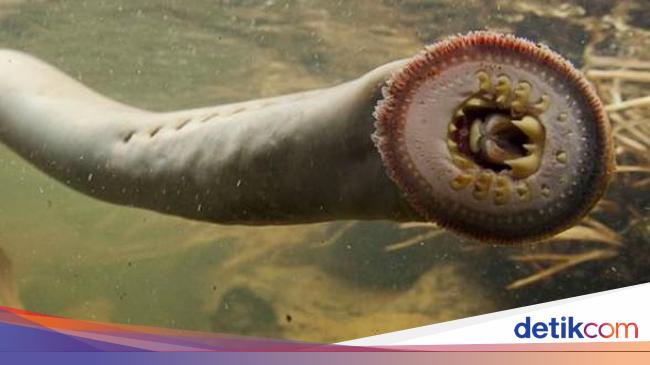 Discovery of Large Lamprey Fossils Sheds Light on Prehistoric Predators