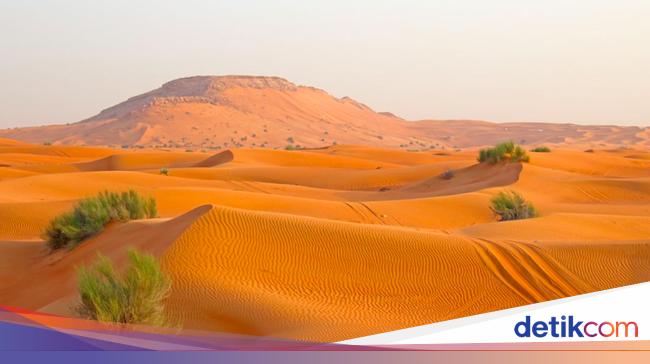 No more arid, Saudi Arabia wants the desert to become “Ijo Royo-royo”