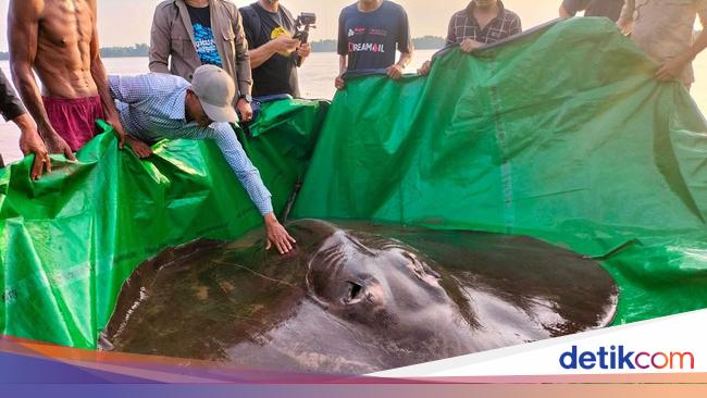 World’s Largest Freshwater Fish Found!