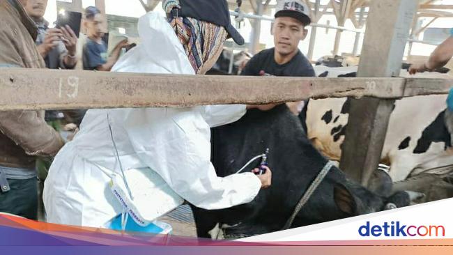 500 Dairy Cows in Ngantang Malang Injected with PMK Vaccines