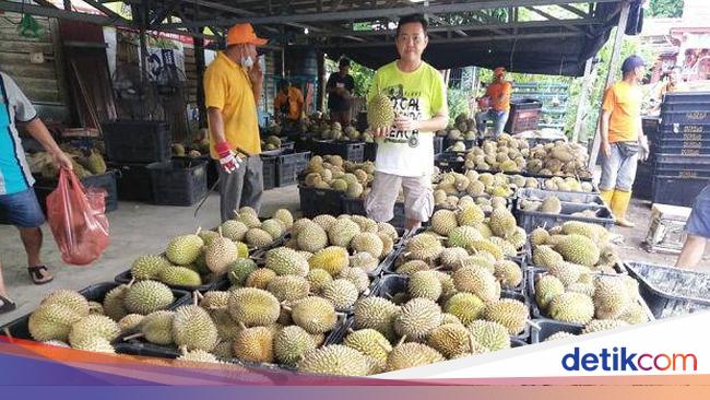 As much as 2 Tons of Durian Distributed Free, The Conditions Are Really Noble!