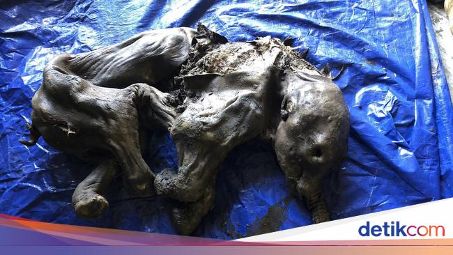 Intact baby mammoth mummy found in Canada!