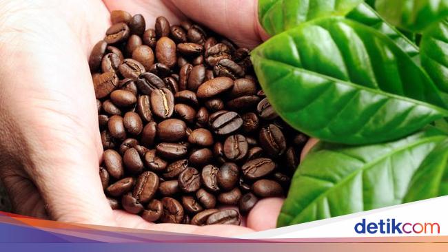 5 Kopi Indonesia dengan Karakteristik Istimewa, dari Sumatera hingga Bali