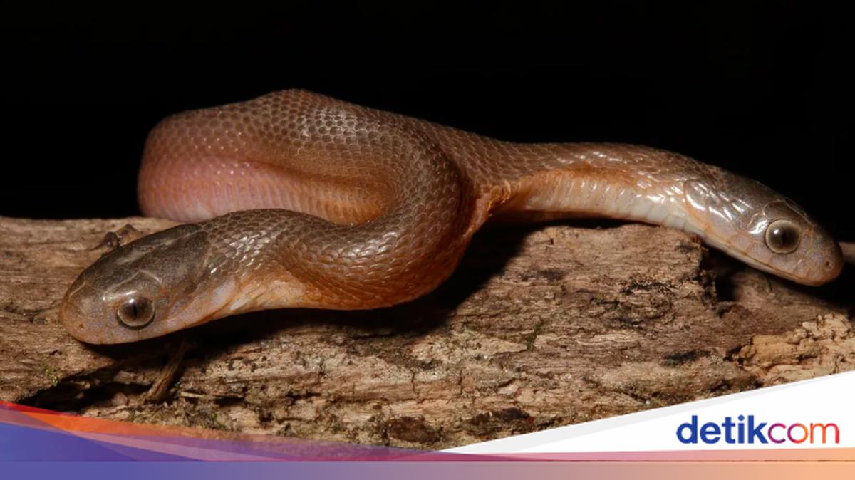 erotik kiyimdagi xotini Shishgan klitorisning fotosurati