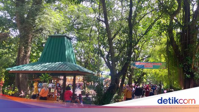 Makanan Singa Jadi Daya Tarik, Pengunjung KBS Capai 16 Ribu Pada Siang Hari Saat Libur Natal