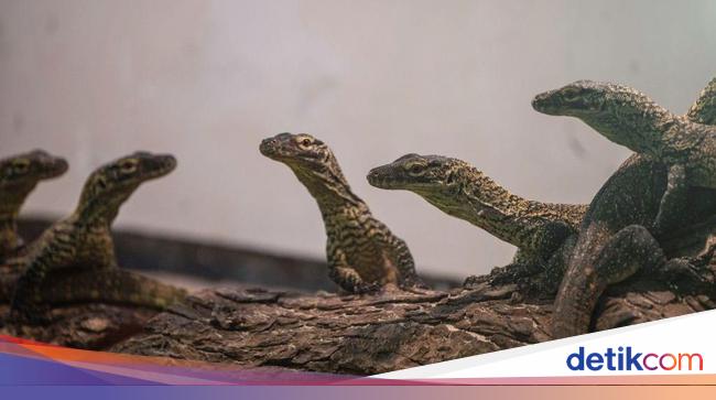 13 Anak Komodo Bertahan di Alam Liar Tanpa Ibu, Belajar Manjat Demi Hidup