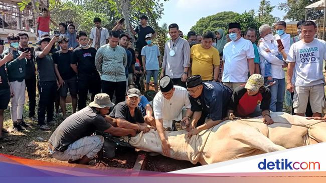 Anies Goes Down Directly to Slaughter His Sacrificial Cows in Lebak Bulus