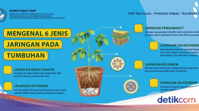 6 Jaringan pada Tumbuhan, Fungsi, dan Ciri-Cirinya