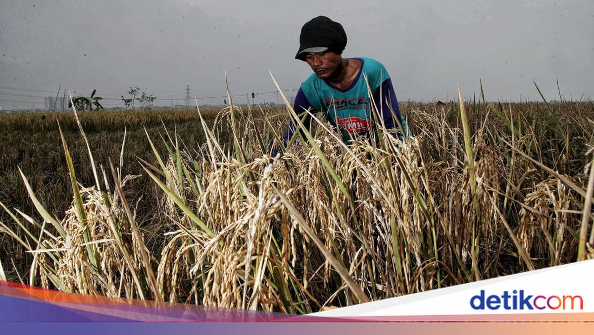 Tahu Nggak Sih, Ternyata Ini Kepanjangan Kata 'Petani'