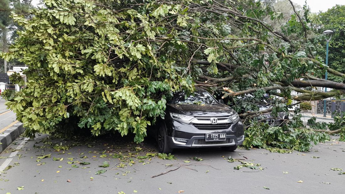 3 Mobil Tertimpa Pohon Tumbang Depan Pintu Istana Bogor