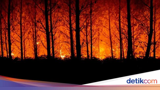 Kebakaran Hutan Di Prancis Lalap 11 Ribu Hektare, 1 Warga Tewas