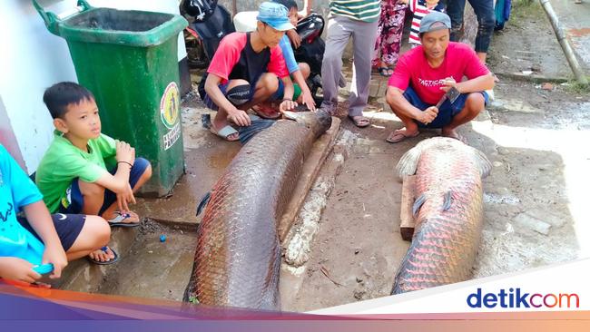 Giant Arapaima Fish Appears After Floods in Garut, Ends To Be Eaten By Residents