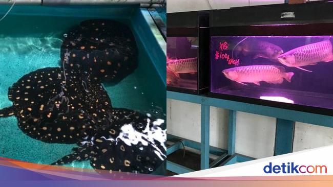 This Fish Farm is Closed, Stingrays and Arowanas are Sold at a Cheap Price of IDR 1 Million!