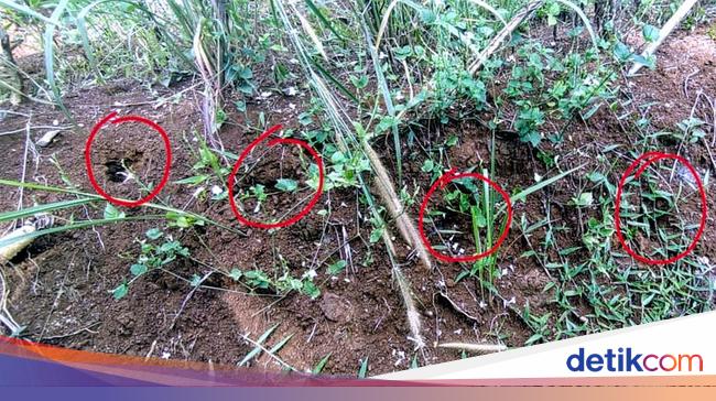 The Story of Residents in Severe Shock After Seeing a Sleeping Tiger in Sukabumi