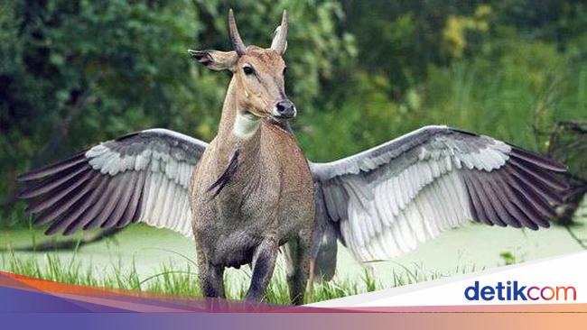 Tanpa Photoshop! Ilusi Optik Alam yang Mencengangkan Mata | Berita
