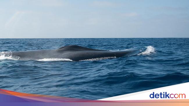 Alarm Bahaya! Ilmuwan Khawatir Paus Biru Jadi Pendiam