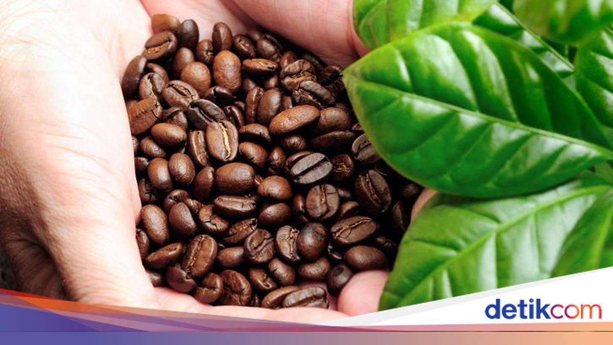 Biji kopi dunia punya banyak variasi. Beberapa dinobatkan terbaik karena memiliki ciri dan keistimewaan unggul, mulai dari biji kopi Sumatera hingga Ethiopia!