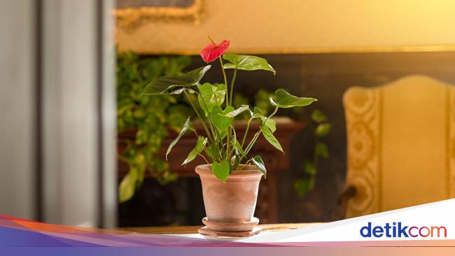 Fototropisme Adalah Pengertian Dan Contoh Gerak