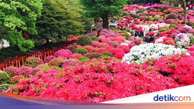 Kangen Tokyo? Lihatlah Keindahan Bunga Azalea yang Mekar Ini