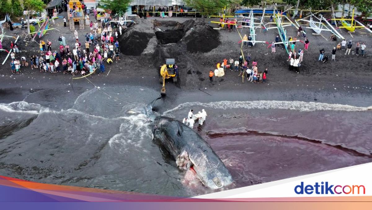 5 Alasan Kenapa Paus Bisa Terdampar di Pantai