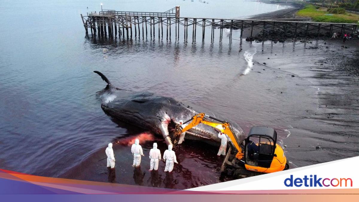 Hey Arnold multfilm porno Kate Nauta porno