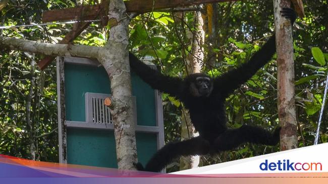 Owa Ungko di Pekanbaru Ditangkap Lagi Padahal Baru Dilepas, Ini Alasannya