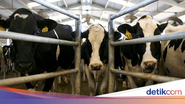 Investor Vietnam Mau Investasi Peternakan Sapi di Sulteng, Minta Lahan 10.000 Ha