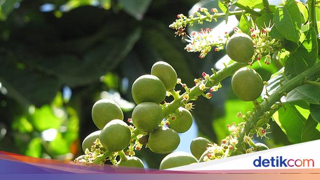 Jarang Orang Tahu, Ini 6 Buah Khas Hutan Indonesia