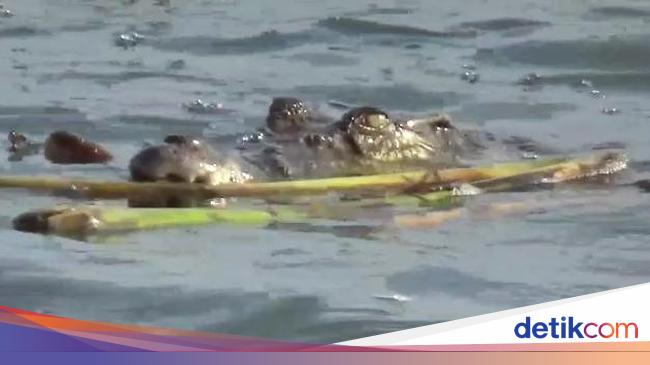 Ngilu! Tangan Kanan Peternak Udang di OKI Putus Usai Diterkam Buaya