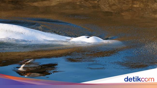 Beluga whale that strayed in the Seine was finally euthanized