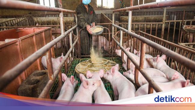 Perusahaan Peternakan Babi Ingin Investasi Rp 10 T di Jepara, MUI Menolak!