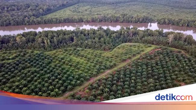 Pengusaha Sawit Minta Prabowo Hati-hati Genjot Biodiesel, Ini Alasannya