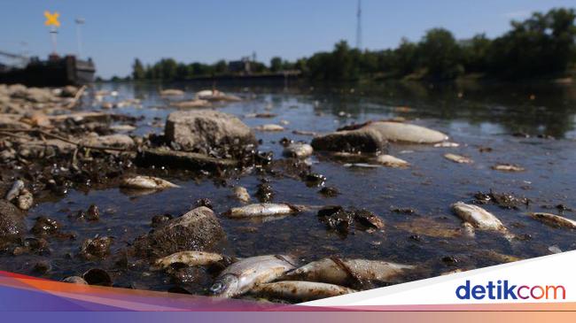 The thriller behind the death of tons of fish in Poland that has not been answered